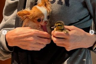 Demi Moore przygarnęła kaczki! Uratowałam je