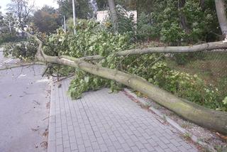 Powiśle. Halny łamał gigantyczne drzewa jak zapałki i przewracał je na samochody!