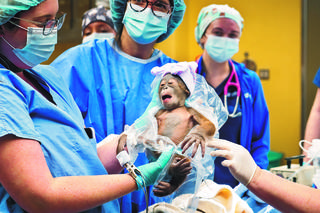 Rzadki bobas na Florydzie