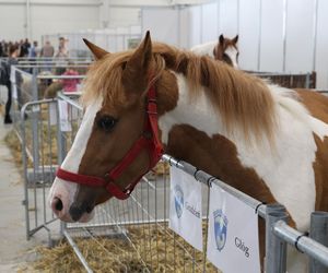 ZooPark ponownie przyciągnął do Targów Lublin tłumy miłośników zwierząt