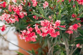 Kwiaty chowane na zimę