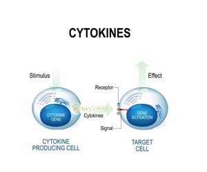 Cytokiny: podział i rola w organizmie