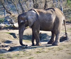 Słonie w żałobie po utracie Kingi. „Wyraźnie czują, że coś się stało”