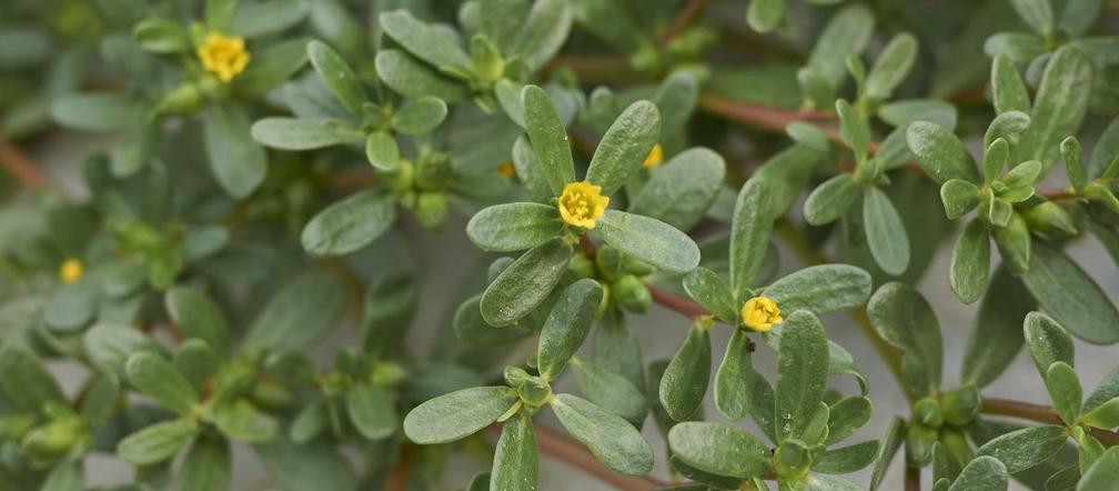 Portulaka pospolita