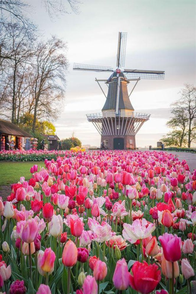 Ogród Keukenhof w Holandii