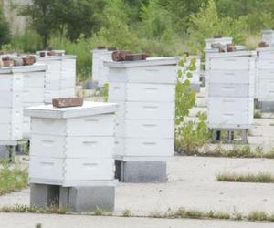 Przekierowanie, Chicago Honey Co-op