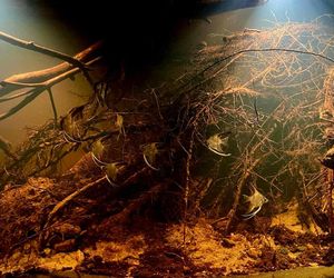 Rozmawiamy z Tomaszem Wiśniewskim, założycielem Aqua Dreams Bydgoszcz