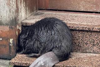 Przestraszone zwierzę wtuliło się w schody przed sklepem