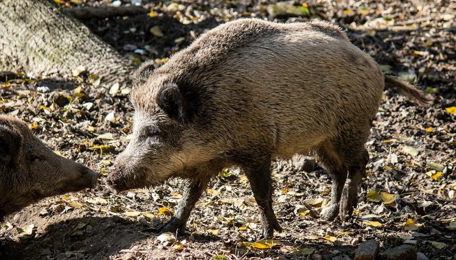 Odstrzał dzików w lasach. Zginą setki tysięcy zwierząt. Uważajcie podczas spacerów!