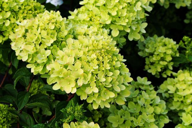 Hortensja bukietowa ‘Little Lime’