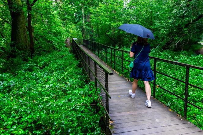 Spacer w koronach drzew w Pomiechówku – widok w deszczowy dzień