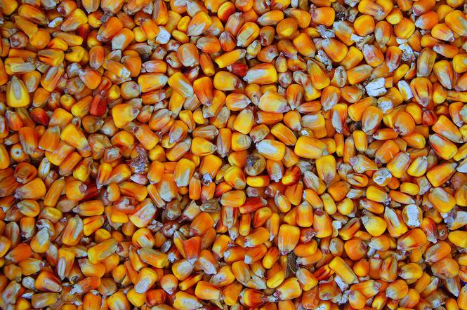 Tragedia w gospodarstwie w Kosinie: Nie żyje 23-latek przysypany ziarnami kukurydzy