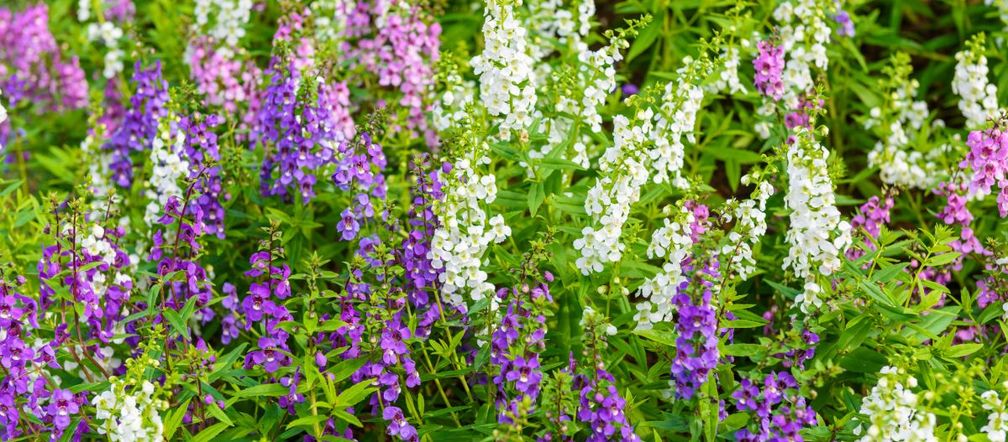 Angelonia