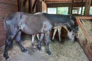 Mini ZOO w Lesznie ma nowych mieszkańców. To owce, konie i osioł
