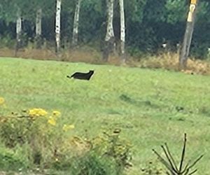 Puma pod Jelenią Górą! Zwierzę widziane w Wojanowie, służby apelują o czujność