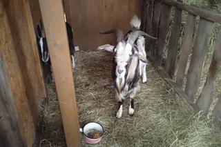 Żywa szopka u Ojców Franciszkanów w Skarżysku-Kamiennej