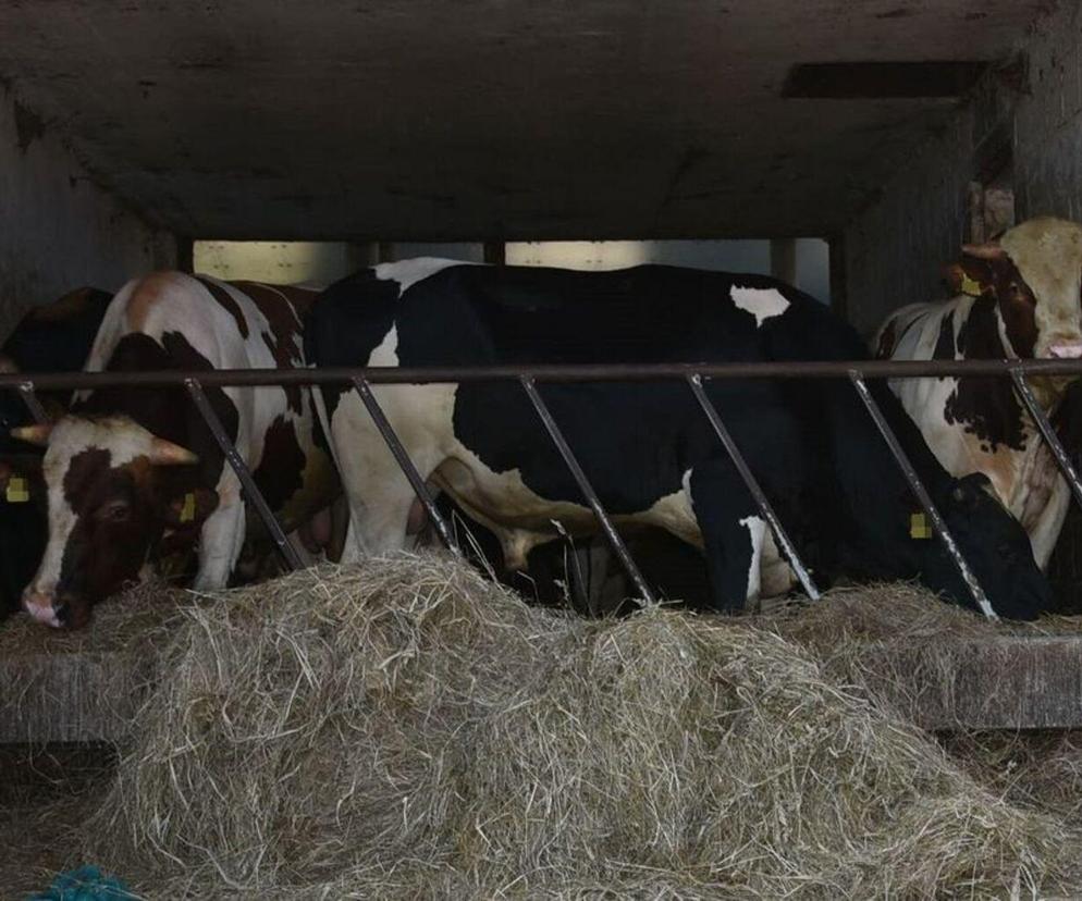 Chciał pomóc zaklinowanemu bykowi. Zwierzę rozniosło rolnika na rogach