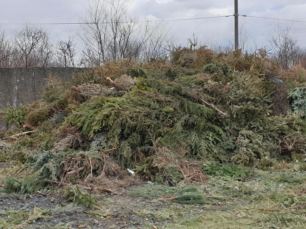 Nie chcesz już choinki w domu? Oddaj ją na biomasę! W Ostrowie rusza zbiórka świątecznych drzewek