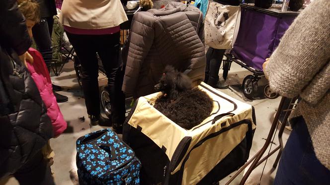 EXPO SILESIA DOG SHOW 2017