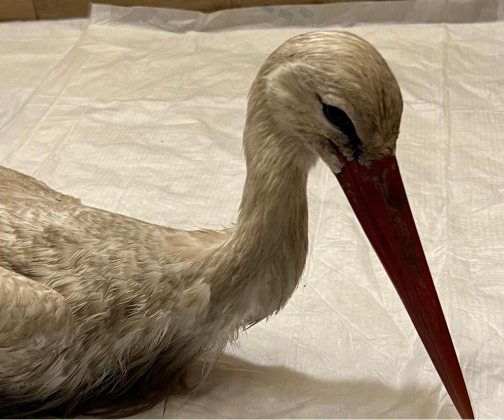 Zwyrodnialcy strzelają do bocianów [GALERIA}