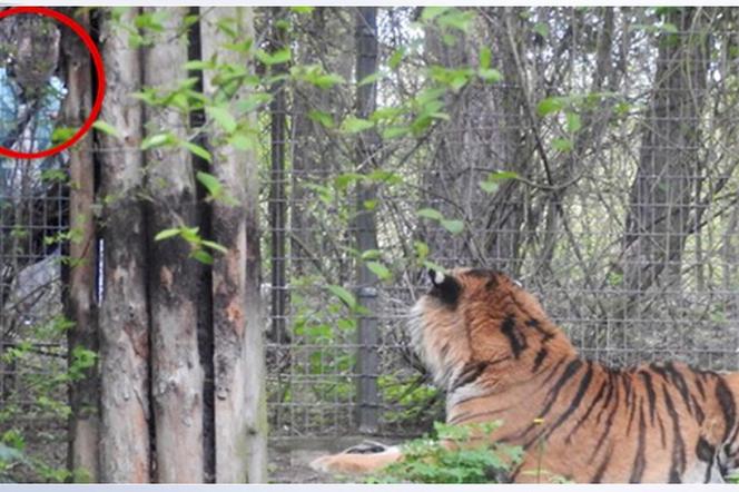 drażnił tygrysa w zoo