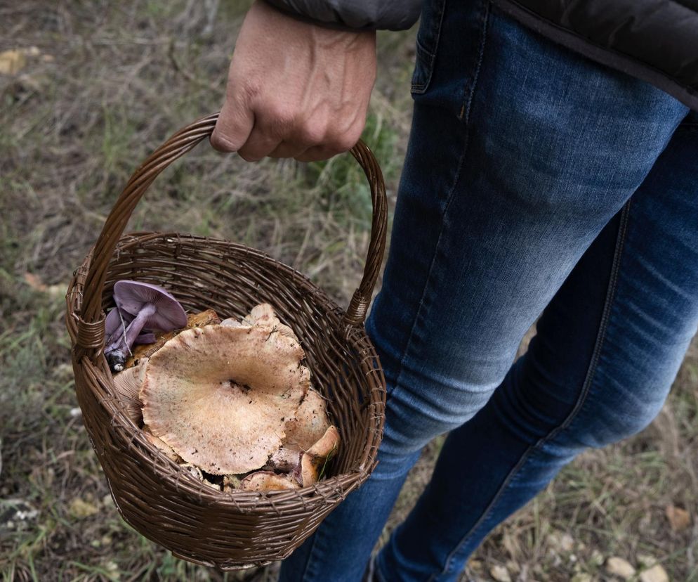 Transplantolog opowiada o skutkach i ofiarach jedzenia grzybów