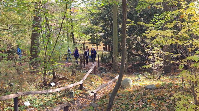 Jesień w Ogrodzie Botanicznym UKW. To ostatnia szansa na spacer wśród złotych liści!