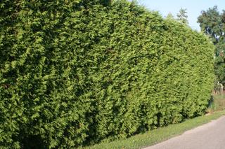 Thuja 'Brabant' [Porada eksperta]