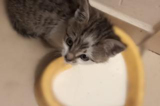 Spadł z drzewa... w policyjne ramiona