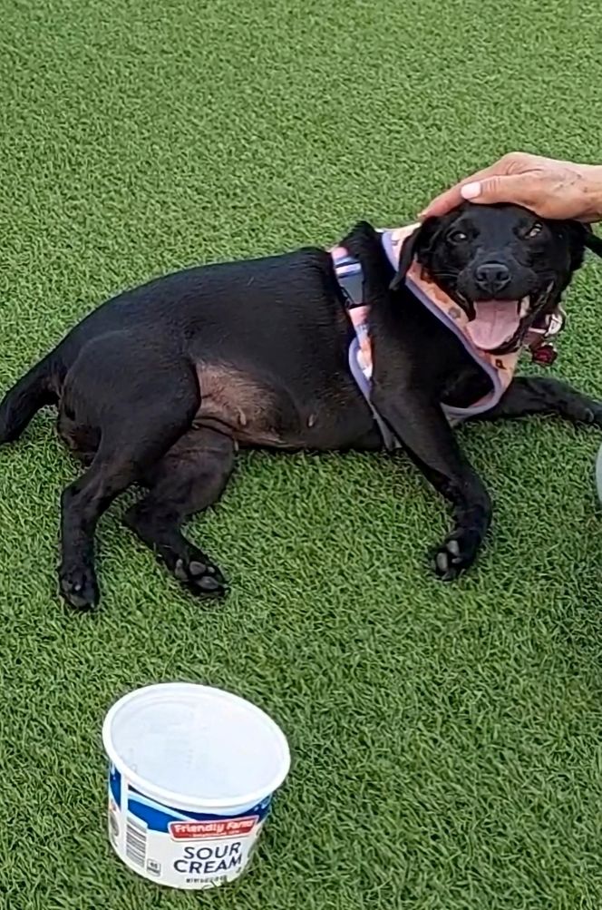 Polka oskarża PETA o kradzież psa