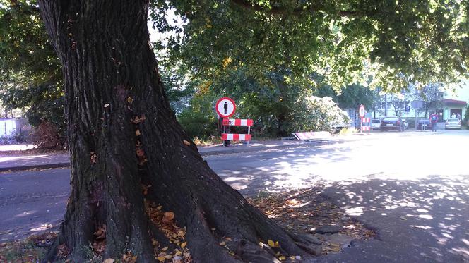 Co dalej z symbolem ul. Wiązowej w Toruniu?