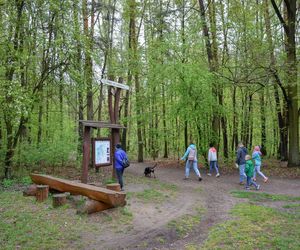 AI wskazało największy skarb Łódzkiego. Porównuje go do Lasu Wiedeńskiego. Dotrzesz tam bez żadnego trudu