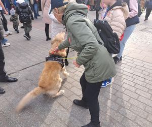 33. Finał WOŚP z grupą krakowskich Golden Retrieverów