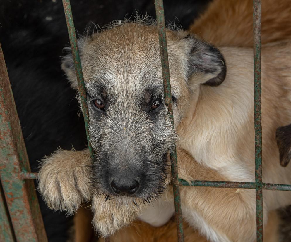Wielkopolska: Maltretowane psy czekały na straszną śmierć