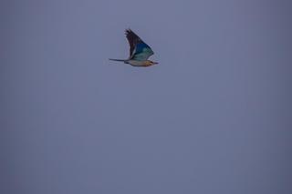 Kraska - niezwykle rzadki ptak zaobserwowany na Roztoczu