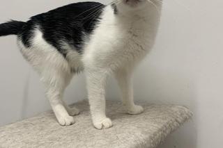 Yoko i Dionizy czekają na dom w COZ w Grudziądzu