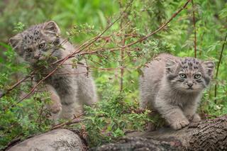 We wrocławskim zoo urodziło się pięć słodkich kociaków manula [ZDJĘCIA]