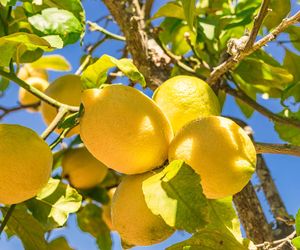 CYTRYNY: właściwości lecznicze i wartości odżywcze