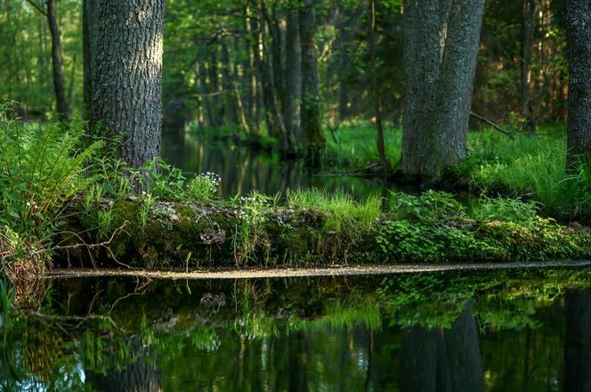 To największy kompleks leśny na Mazurach. Co krok pojawiają się malownicze jeziora