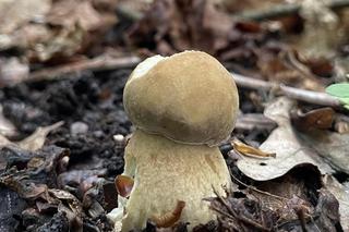 Wysyp grzybów w dolnośląskich lasach. Zobacz, jakie okazy się pojawiły 