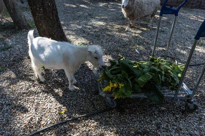Owce zajadają się słonecznikami