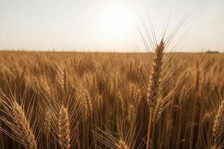 Anna Bryłka o rolnictwie w UE. Czy Polska straci swój chleb?