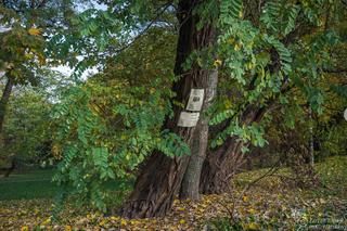 Śmiertelnie niebezpieczne drzewa znikną z Parku Praskiego - jest zgoda na wycinkę