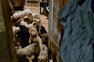 Koszmar w nielegalnej hodowli psów. Prawie 40 zwierząt w skandalicznych warunkach!