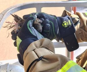 Strażacy uratowali jerzyka