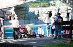 Pingwiny hitem Zoo w Chorzowie! Do ogrodu ustawiają się kolejki, ale ludzie nie przestrzegają rygorów sanitarnych