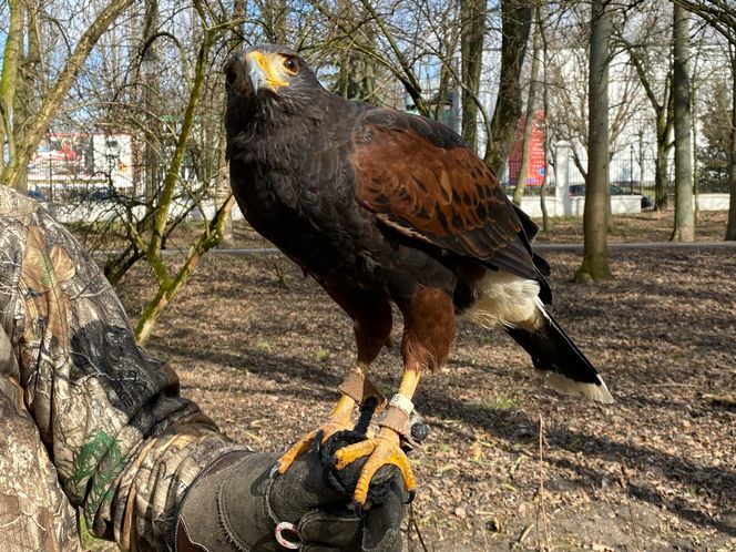 Drapieżnik lata nad „Aleksandrią”. Jastrząb Grażyna płoszy gawrony