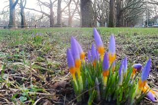 W Szczecinie zakwitły pierwsze krokusy