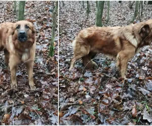 Ktoś przywiązał suczkę do drzewa i zostawił! Policja szuka właściciela 