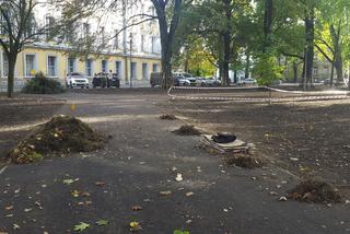W Parku Kościuszki w Lesznie kwitnąć będą krokusy